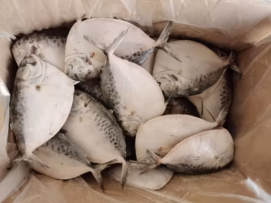 Nuova venuta del pesce lunare, pescato fresco, prezzo dei frutti di mare, pesce luna congelato